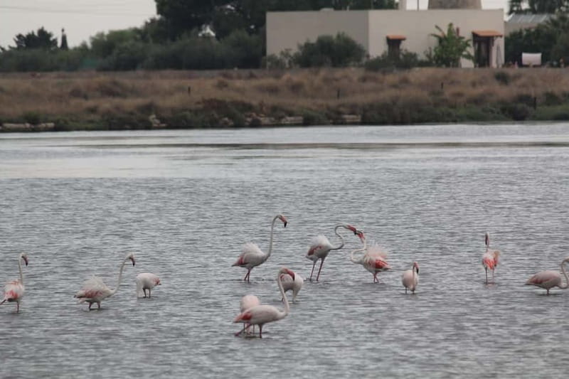 From Trapani: Salt Road Tour With Winery Visit and Boat Trip - Is $169.93 a fair price?