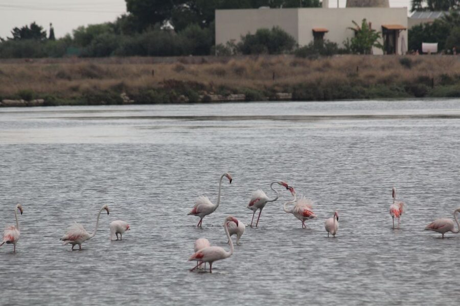 From Trapani: Salt Road Tour With Winery Visit and Boat Trip - What I would prepare before going