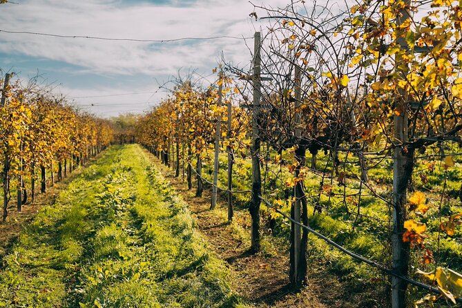 From Venice: Prosecco Wine Region Tour with 2 Tastings - What you actually get for $204.46