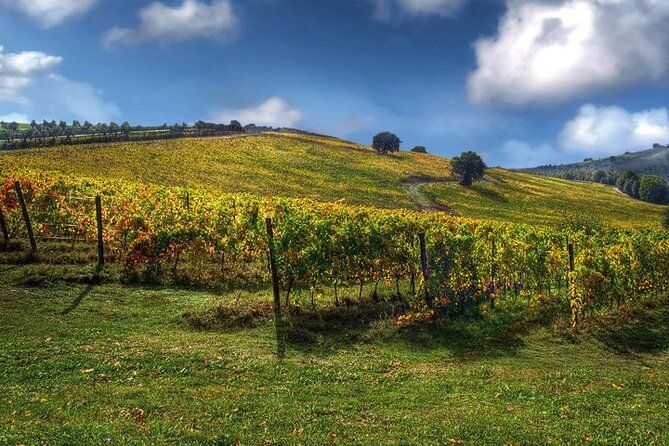 Full day experience | Tasting & art among the Orvieto vineyards - Practical details before you book