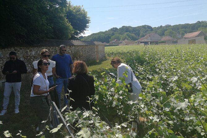 Full-Day Private Champagne Tasting in Reims and its Vineyards - The first Champagne house explains how the drink is made
