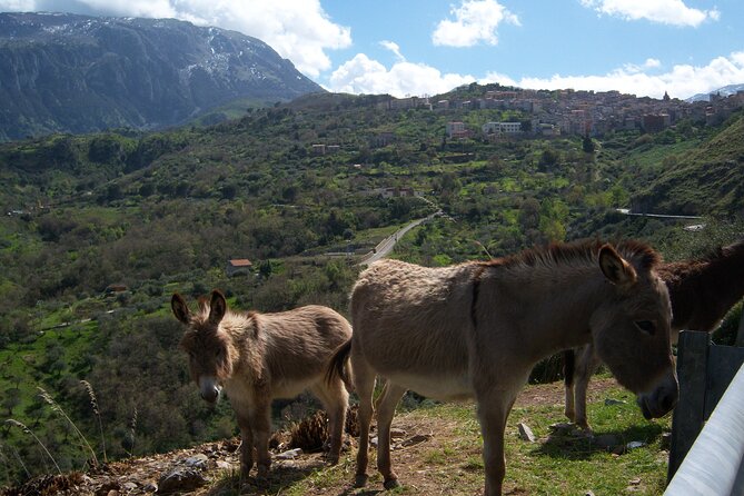 Full Day Private Tour in Medieval Villages and Vineyard in Cefalù - The optional winery lunch near Castelbuono