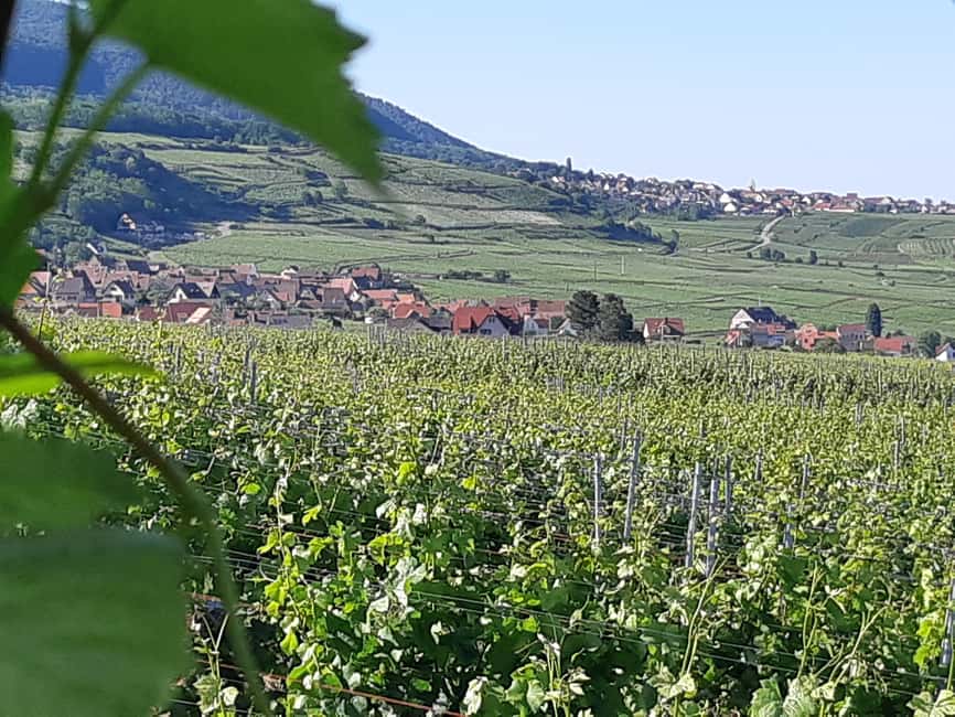 Full Day Safari Tour Villages & Vineyards Wine tasting - Who will enjoy this day most