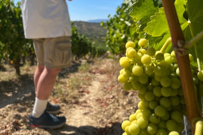 Full Day Tasting The Unknown Rioja Wine Region - The famous Rioja architecture circuit