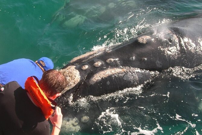 Full-Day Whale Watching and Wine Region Experience from Cape Town - Why this Cape Town day trip works