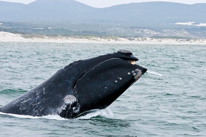 Full-Day Whale Watching and Wine Region Experience from Cape Town - The long return to Cape Town