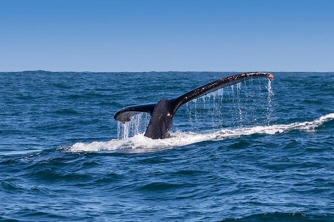 Full-Day Whale Watching and Wine Region Experience from Cape Town - The early road to Hermanus