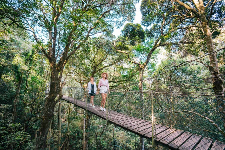 Gold Coast: Lamington Treetops, Wildlife and Vineyard Visit - Key points to know before booking
