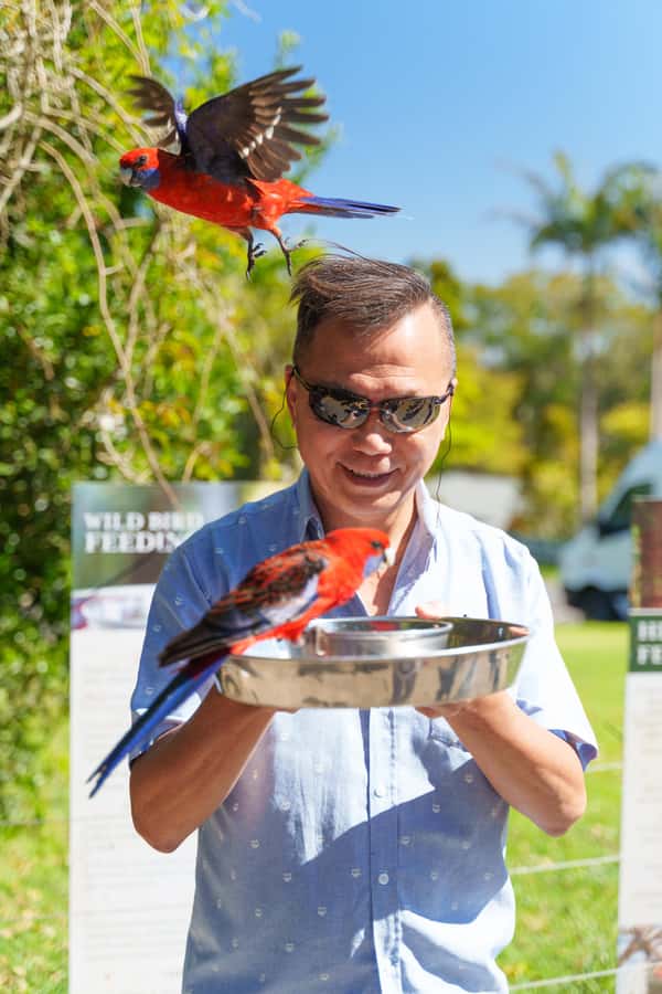 Gold Coast: Lamington Treetops, Wildlife and Vineyard Visit - Wildlife encounters with parrots and alpacas
