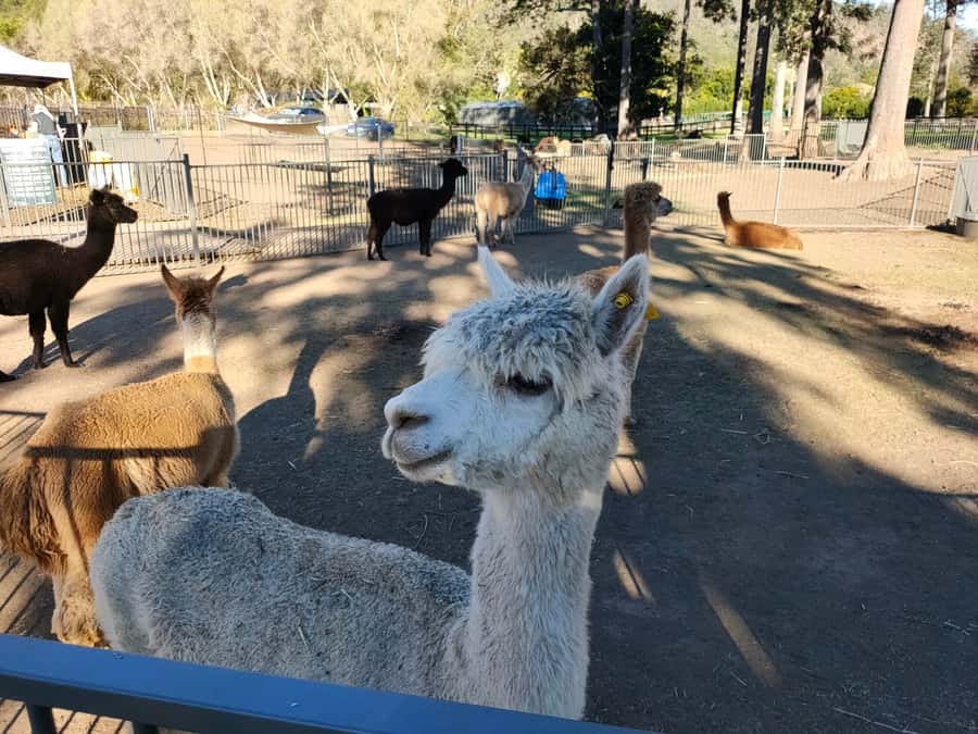 Gold Coast: Lamington Treetops, Wildlife and Vineyard Visit - What the $91 price really covers