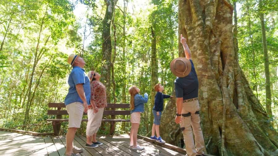 Gold Coast: Lamington Treetops, Wildlife and Vineyard Visit - Practical tips for making the day better