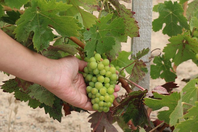 Guadalupe Valley Wine Route Tour in Baja California - Three winery stops, with room for local surprises