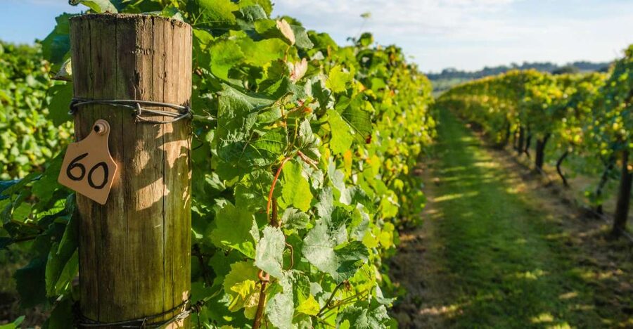 Guided Private Wine Tour to Napa and Sonoma Wine Country - Who Will Enjoy This Tour Most?