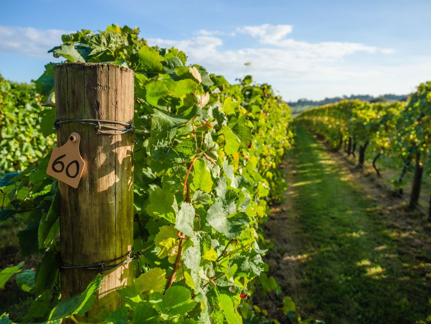 Guided Private Wine Tour to Napa and Sonoma Wine Country - Sonoma Plaza: A Useful Midday Break