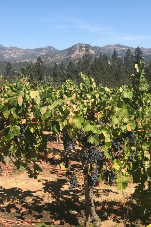 Guided Private Wine Tour to Napa and Sonoma Wine Country - What the Guides Add to the Day