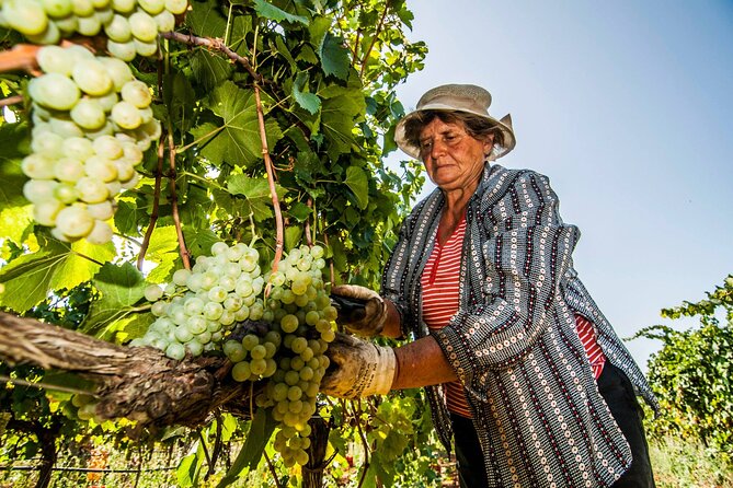 Guided tour through the vineyards with local wine tasting - The views and the setting