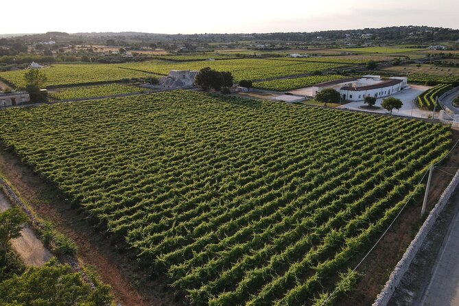 Guided tour through the vineyards with local wine tasting - Walking from the vines to the cellar