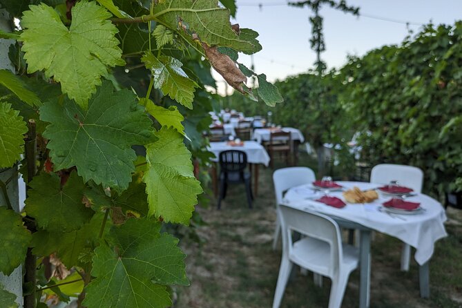 Guided Walk and Lunch in the Vineyard in Alba - What $102.21 includes, and where the value sits