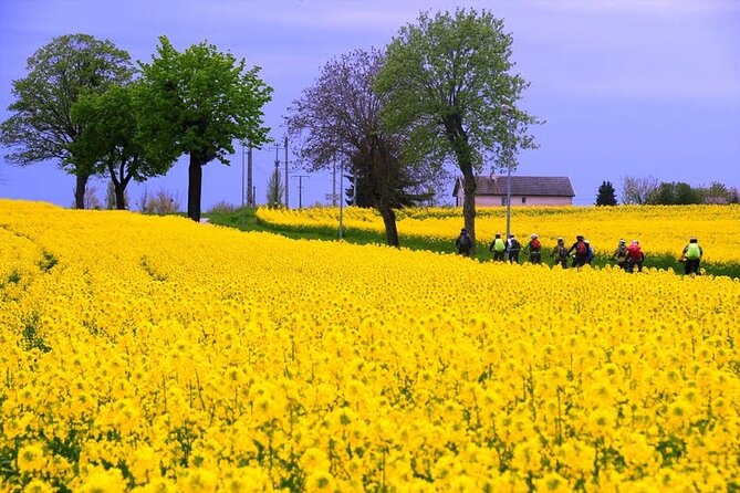 Guided week Bike Tour in France, Burgundy wine region - Day 4: Famous appellations and a schedule to clarify
