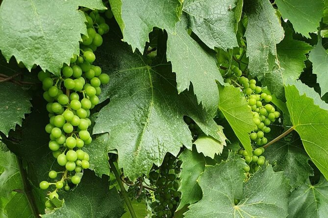 Guided Wine Tasting Experience in a Roman Vineyard - What the $58.71 price buys you