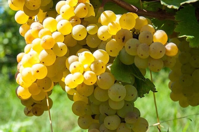 Guided Wine Tasting Experience in a Roman Vineyard - A farmhouse rather than a polished tasting room