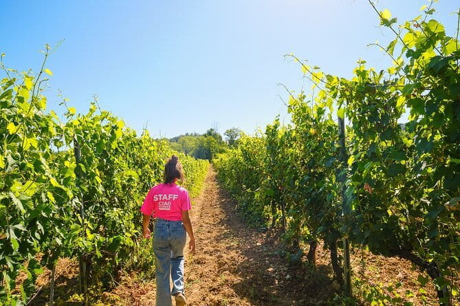 Half day Chianti Vineyard Escape from Florence with Wine Tastings - Following the Chianti Road into the hills