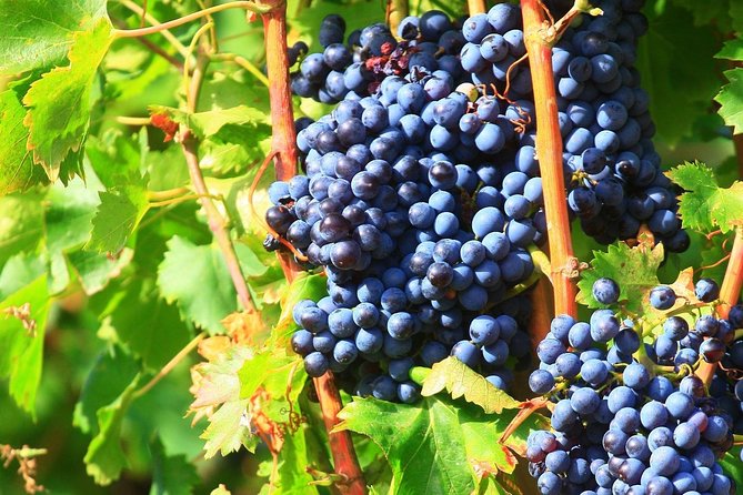 Half Day Great Vineyard Tour from Avignon - Leaving Avignon for the southern Rhône