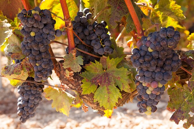 Half-Day North Georgia Wine Country Tour From Atlanta - Key points to know before booking