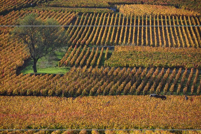 Half Day Tour of the Cote de Nuits Vineyards from Dijon - The drive through the vineyards and villages