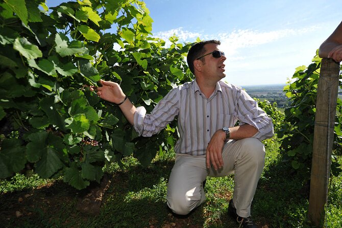 Half Day Tour of the Cote de Nuits Vineyards from Dijon - Meeting in central Dijon at 1:30 pm