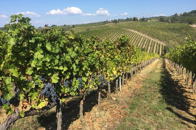 HALF-DAY Tour to Chianti Wine Region: CHIANTI COLORS & FLAVORS - Wine, food, and shopping details that matter