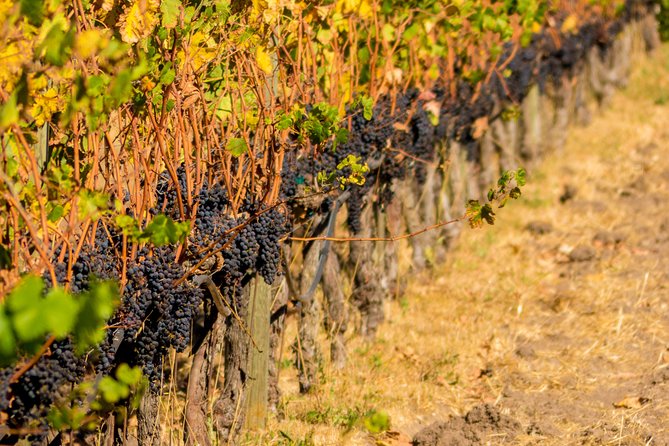 Half-Day Wine Country Tour from San Francisco - Wine, Food, and What Your $129.99 Covers