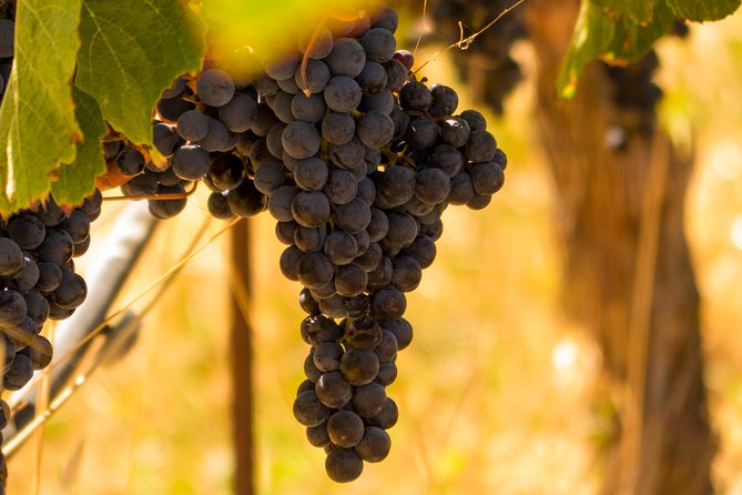 Half-Day Wine Country Tour from San Francisco - Coach Comfort, Group Size, and Timing