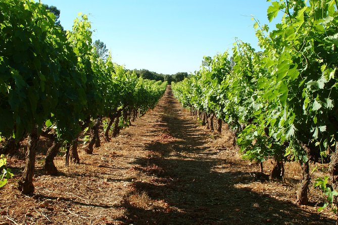 Half-day Wine Tour in Bellet wine region from Nice - Second winery: comparing family winemaking styles