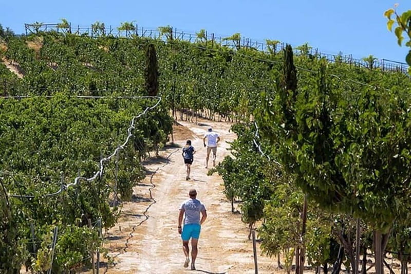 HERAKLION: Wine tasting at Douloufakis Vineyards ARISMARI - Under the pergola with cheese and rusks