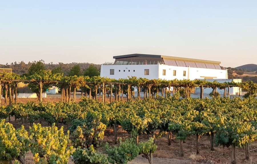 Herdade Canal Caveira - Winery Visit 4 Wines & Tapas - A vineyard stop on the Alentejo Coast