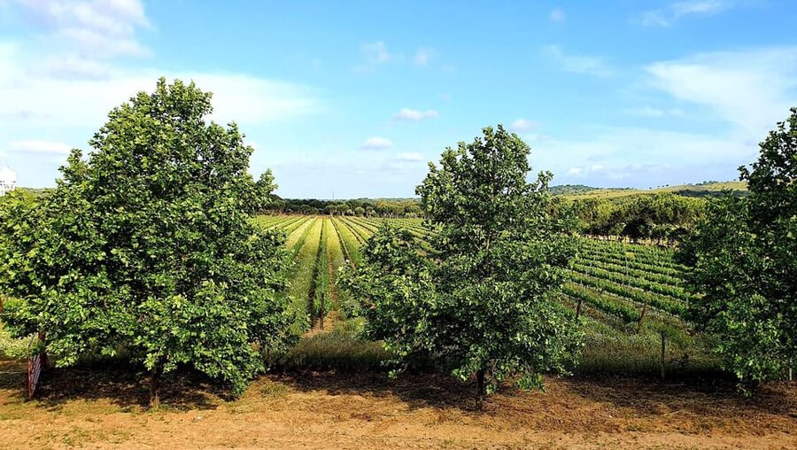 Herdade Canal Caveira - Winery Visit 4 Wines & Tapas - The Alentejo picnic and regional tapas
