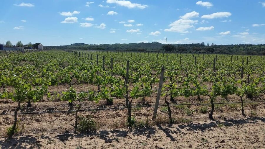 Herdade Canal Caveira Winery Visit with TOP5 Wines & Tapas - Herdade Canal Caveira between Setúbal and Alentejo
