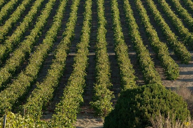 Historic winery visit with food and wine tasting in Marsala - Is $34.85 a fair price?