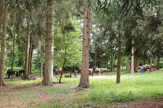 Horse Riding Adventure in Langhe: Piemonte's Scenic Vineyards - Horses, guides, and the beginner question