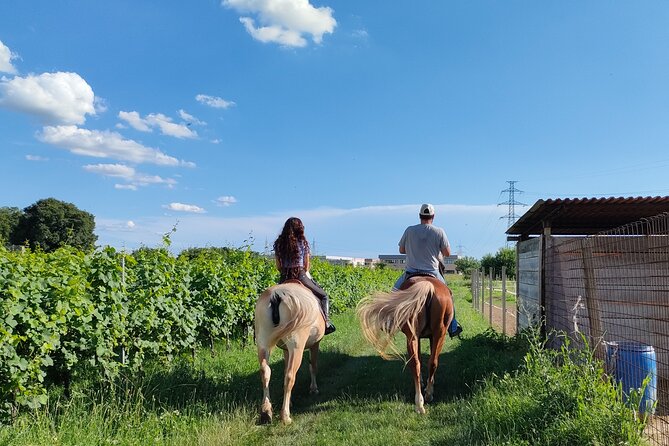 Horseback Riding with wine tasting in Lake Garda vineyards - The first hour: Lazise’s olive groves and wooded paths