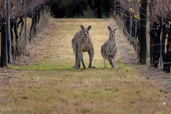 Hunter Valley Wine Tour from Sydney: 3 Wineries & Vineyard Picnic - Lunch at 4 Pines at the Farm