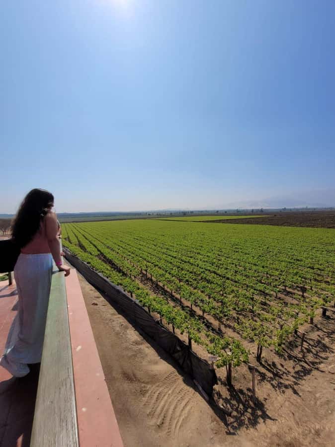 ICA: Pisco and Wine Route with tasting in 03 Wineries - Starting at Hacienda Tacama