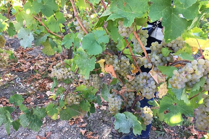 ICONICS Tour: 1/2 day on the Wine Route, visit of 2 Villages + Tasting. - Key points before you book