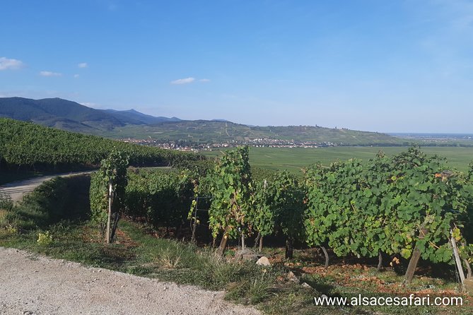ICONICS Tour: 1/2 day on the Wine Route, visit of 2 Villages + Tasting. - Riquewihr gives you the classic Alsace scene