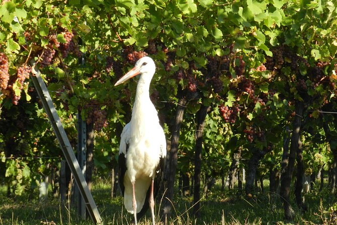 ICONICS Tour: 1/2 day on the Wine Route, visit of 2 Villages + Tasting. - The winery visit is the heart of the afternoon