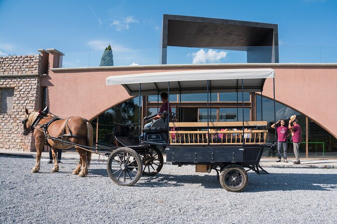 In a carriage among the vineyards, visit of the cellar, tasting of organic wines. - A closer look at sustainable and biodynamic wine production