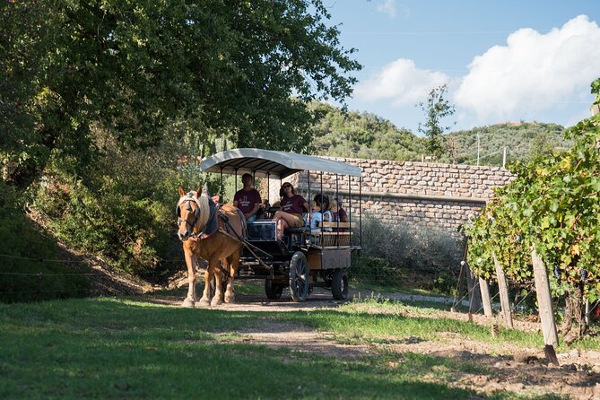 In a carriage among the vineyards, visit of the cellar, tasting of organic wines. - Tasting three organic Casadei wines