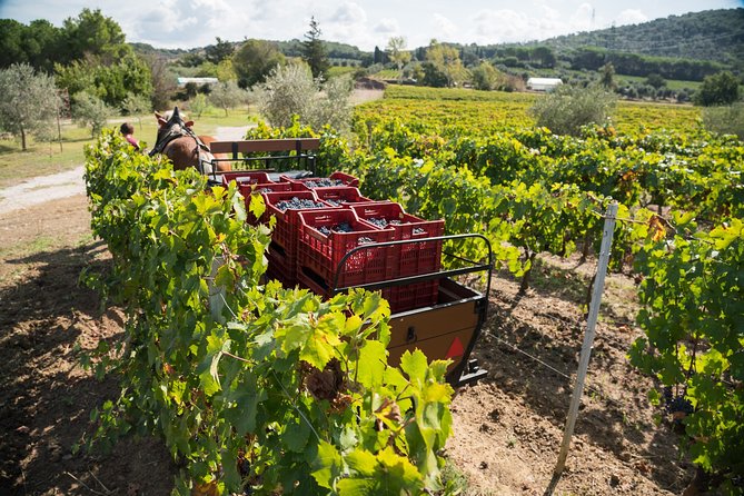 In a carriage among the vineyards, visit of the cellar, tasting of organic wines. - Is the $89.01 price fair?