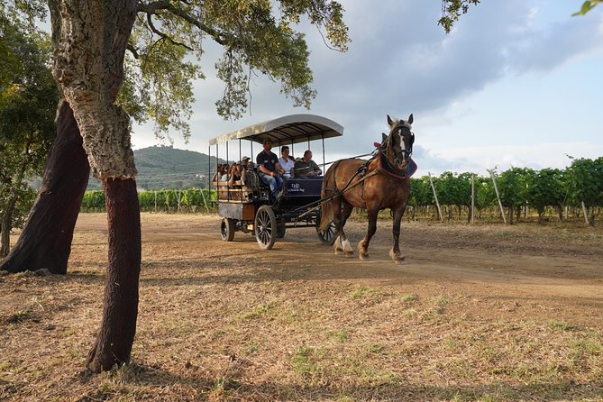 In a carriage among the vineyards, visit of the cellar, tasting of organic wines. - The carriage ride through the Upper Maremma